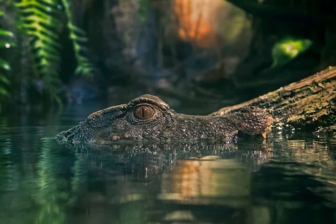 Alligator Dream Meaning