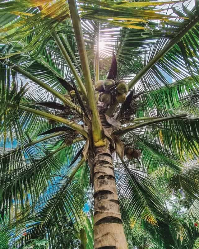 Coconut on a Palm Tree
