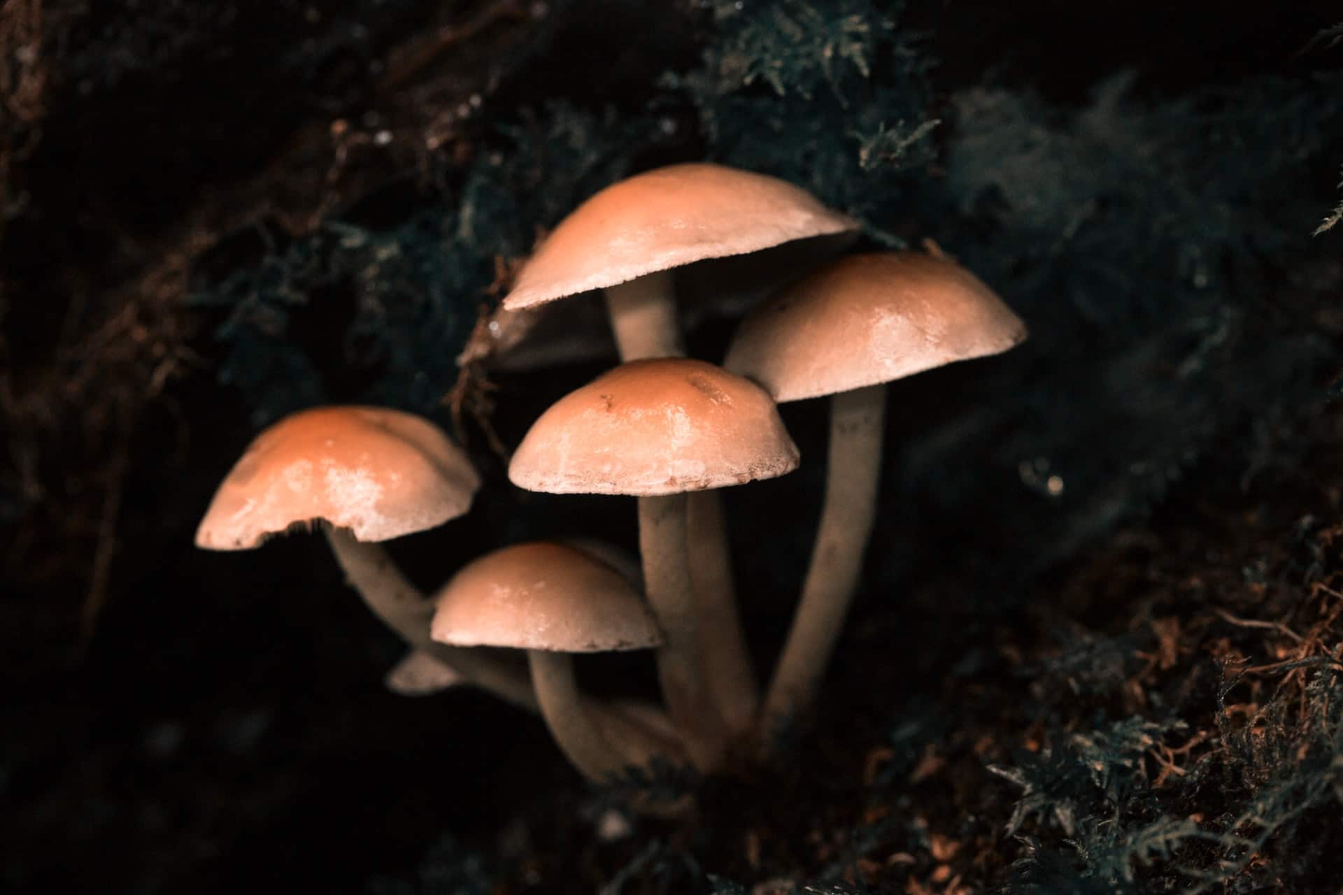 Mushroom Dream Meaning