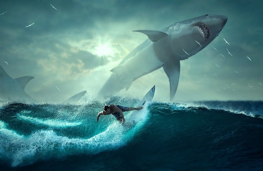 Different Interpretations of Shark Dreams