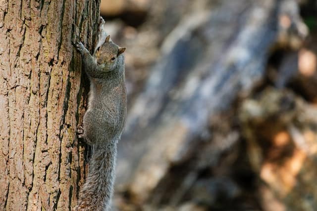 What Does It Mean to Dream About Squirrels