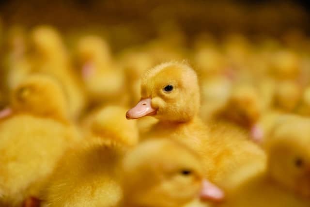 Yellow Duckling Dream Meaning