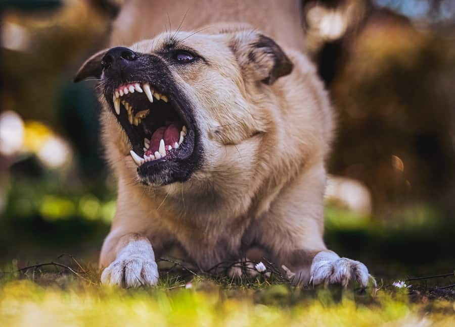 Common Dream Scenarios About a Dog Bite