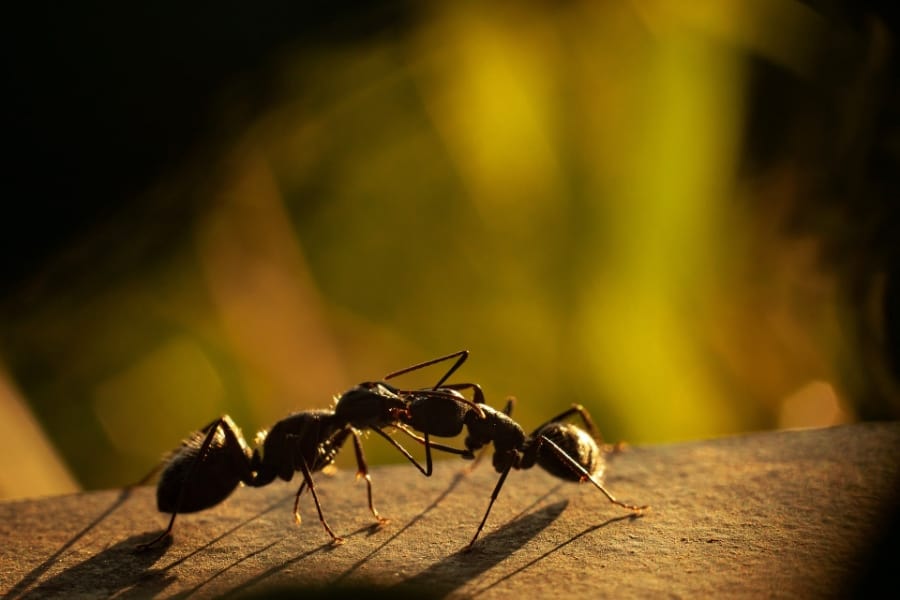 Common Dream Scenarios Involving Ants