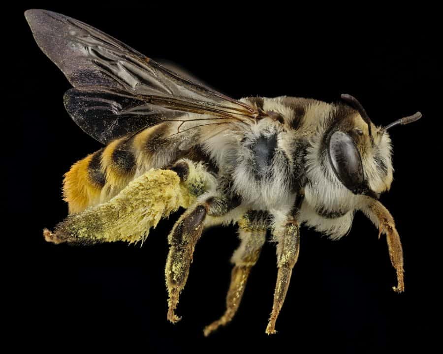 Different Scenarios of Bee Dreams and Interpretations