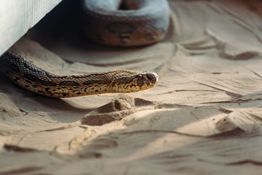 Common Scenarios of Dreams About Snakes