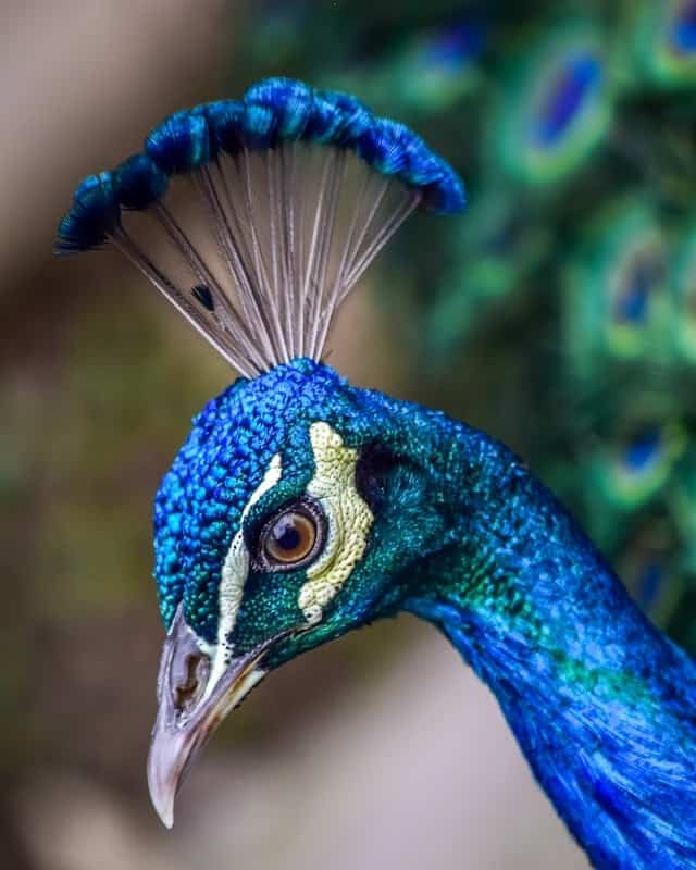 Meaning of A Peacock in Dreams