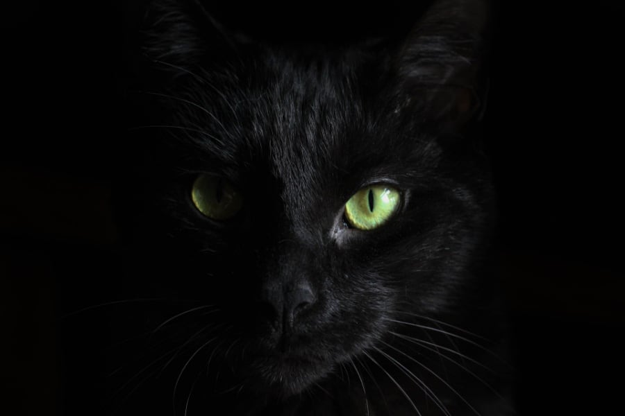black cat dream