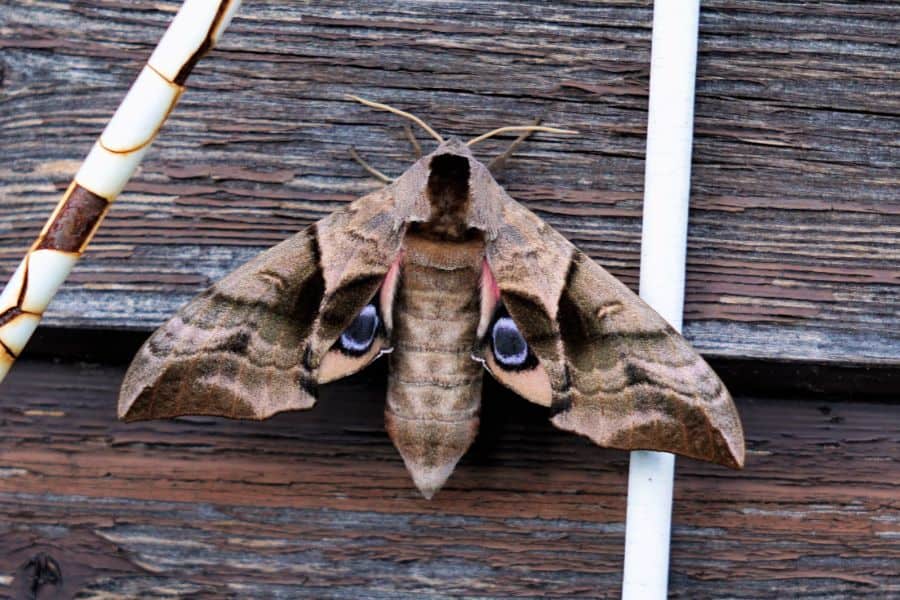 dream of moth