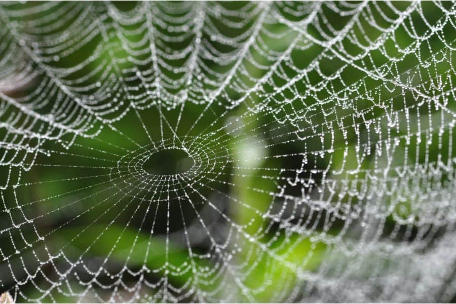 dream of spider web