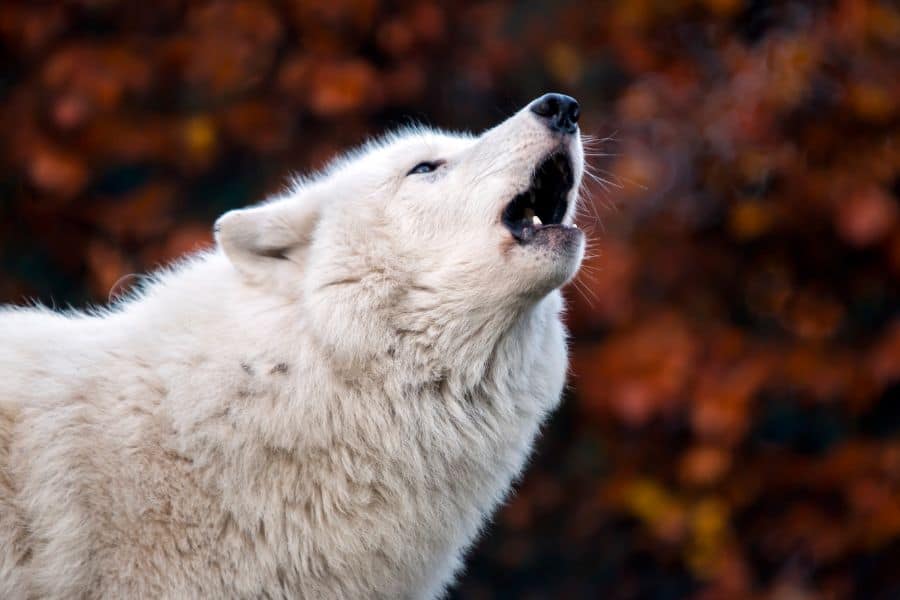 white wolf in a dream