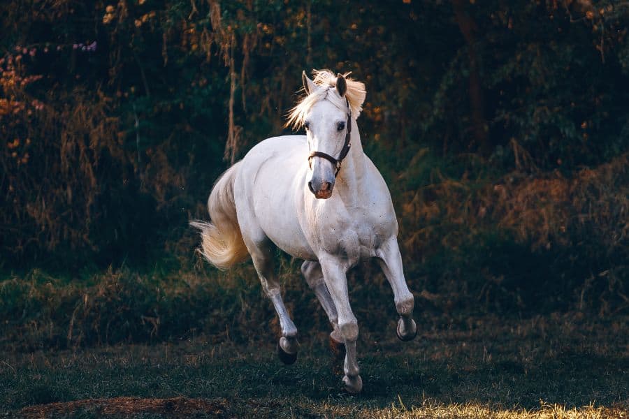 dream of a white horse