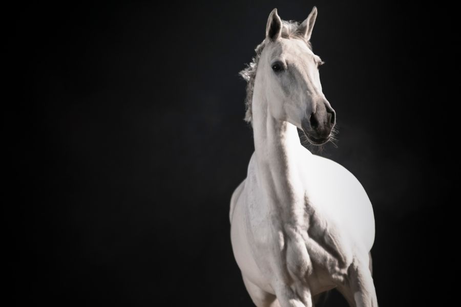 white horse in dream meaning