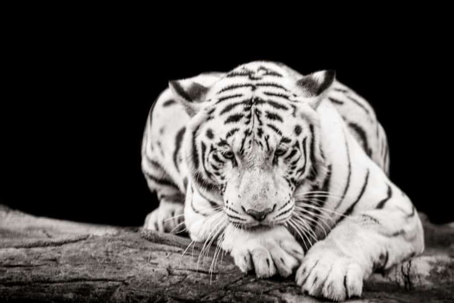 white tiger dream