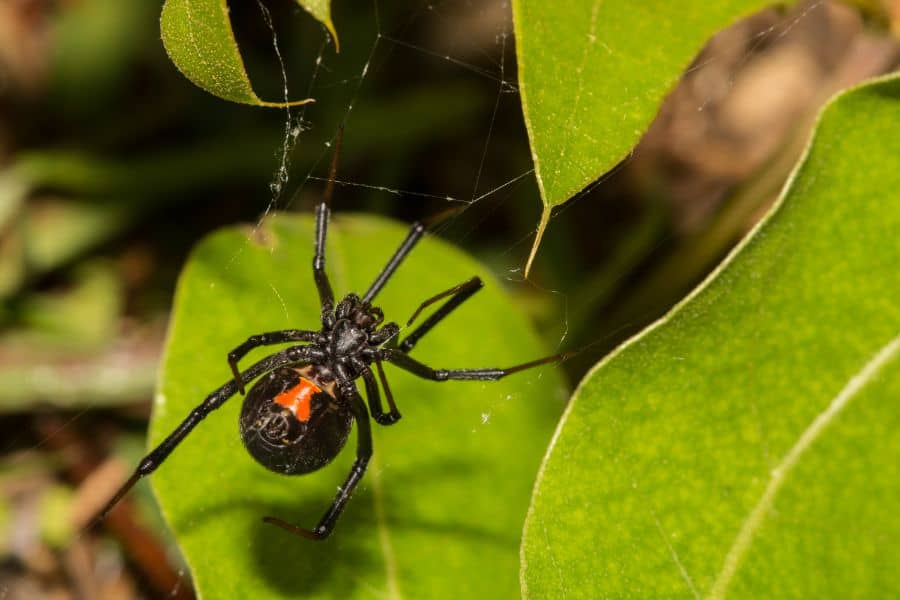dream black widow spider