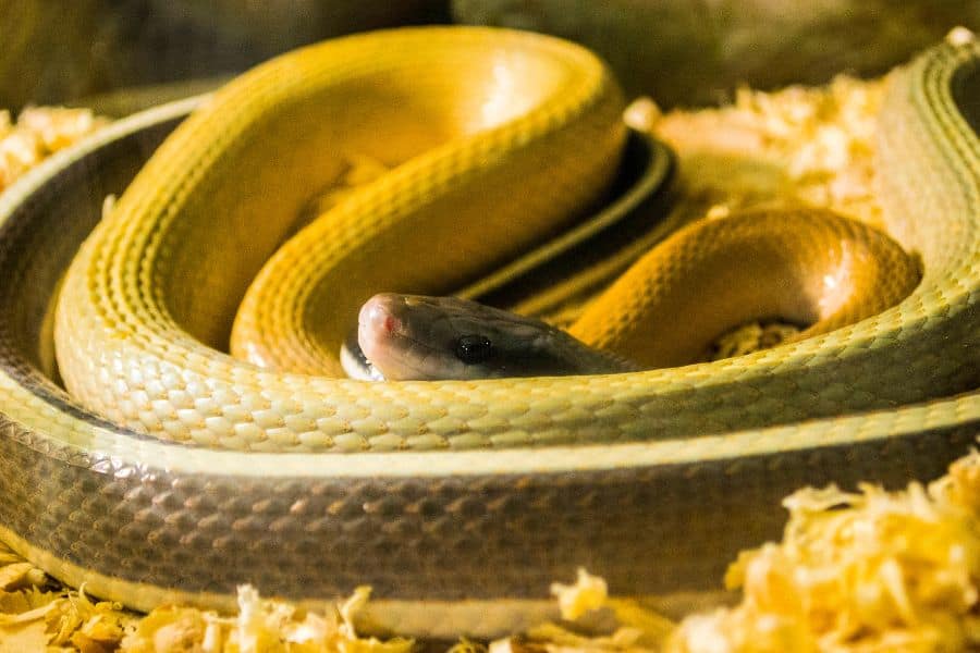 dream of yellow snake